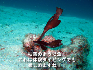 ラチャヤイ島合宿! 3本行っちゃうよ!!_f0144385_884616.jpg