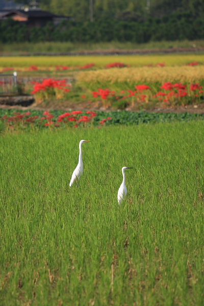 嵯峨野ポタリング_e0051888_618479.jpg