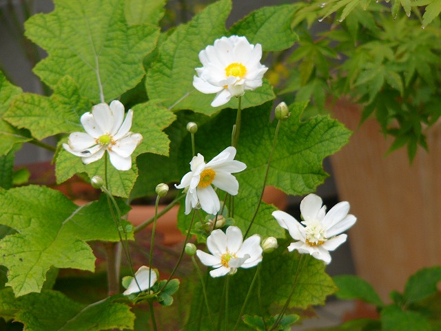 a0123003_1491162.jpg
