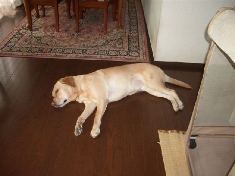 e0046305_1444781.jpg