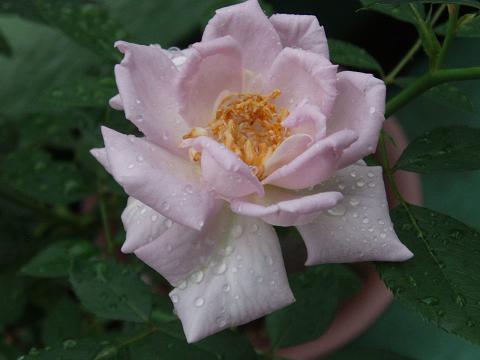c0147909_75604.jpg