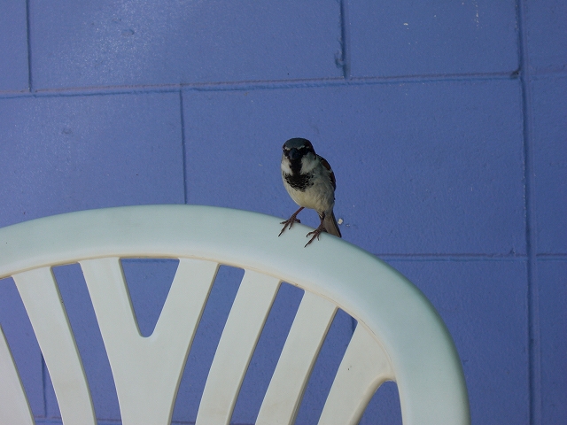鳥の楽園 ケアンズの魅力_d0116009_2292697.jpg