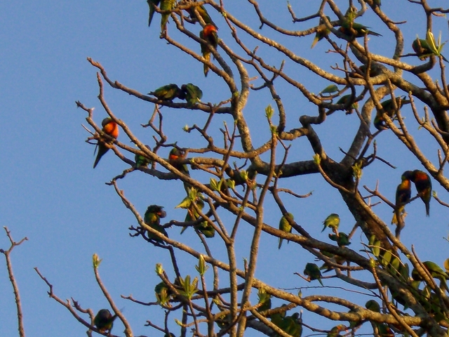 鳥の楽園 ケアンズの魅力_d0116009_258259.jpg