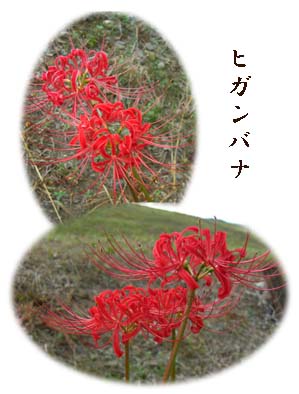 f0045132_1749529.jpg