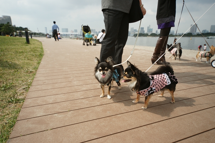 お台場～横浜めぐり_a0115050_1753125.jpg