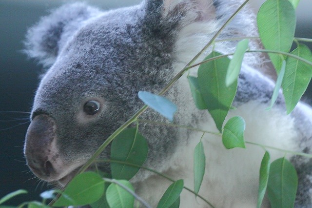 孔雀とカラスがにらめっこ_f0044056_10303042.jpg