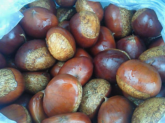 c0135458_1595534.jpg