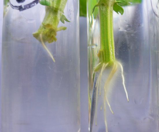 キクの挿し芽_b0164360_16454748.jpg
