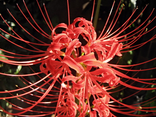 c0097371_10134028.jpg