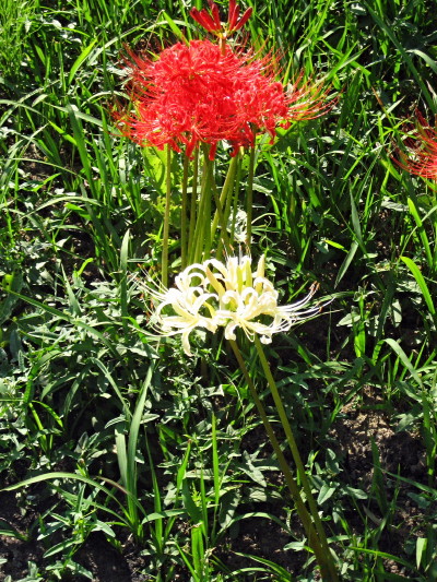 c0097371_10144447.jpg