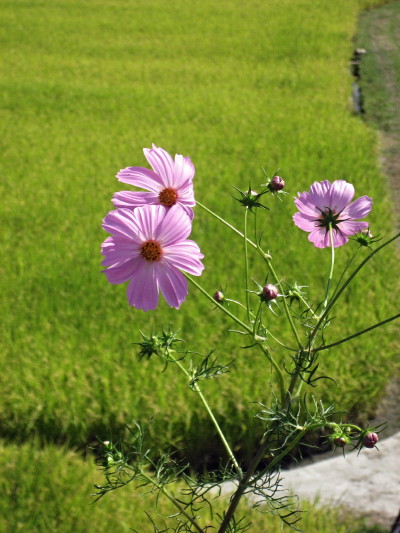 c0097371_10151629.jpg