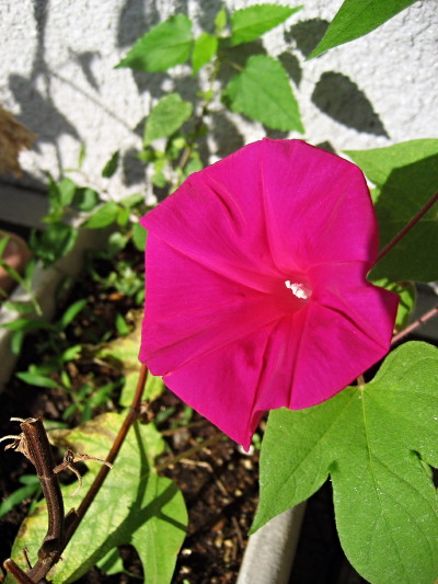 c0097371_10154095.jpg