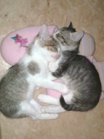 こねこねこ_e0170671_2345718.jpg