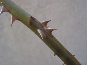 WHOはあなたを殺そうとしている? (WHO)-世界保健機関の事実と噂_c0139575_0125039.jpg