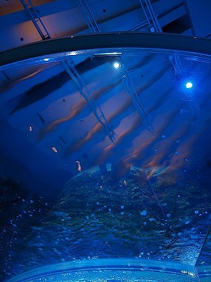 SKY AQUARIUM III_c0201084_22241239.jpg