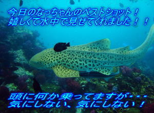 AOWゲットだぜ!!今日の水中はお祭り騒ぎ_f0144385_042647.jpg
