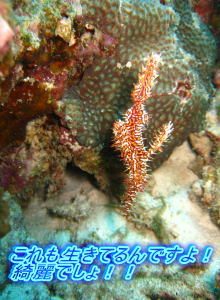ラチャノイ島はどこへ??_f0144385_22443279.jpg