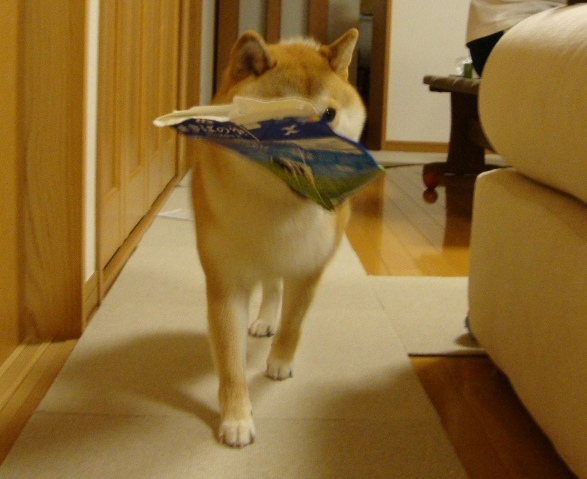 誰に似てる?_a0126590_21362889.jpg