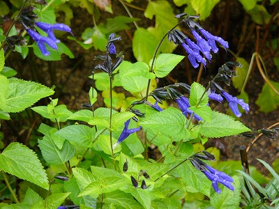 a0123003_1534739.jpg