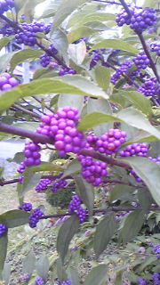 f0014209_21302385.jpg