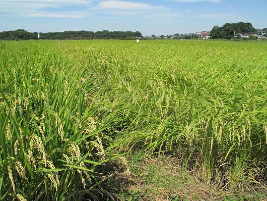 田んぼの風景_d0150720_749769.jpg