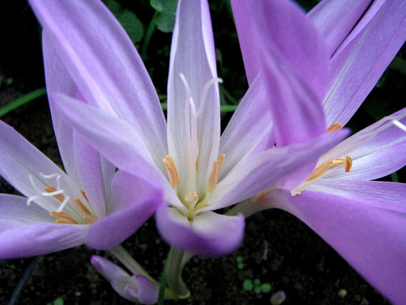 a0004023_9325295.jpg