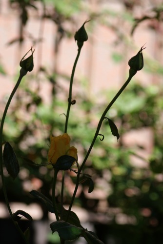 f0170524_15415610.jpg