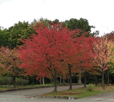 旭川市内でも紅葉が進む_a0114742_1822318.jpg