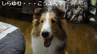 マウンティングのちから♪_e0195743_013295.jpg