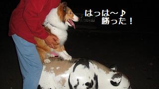 マウンティングのちから♪_e0195743_0141775.jpg