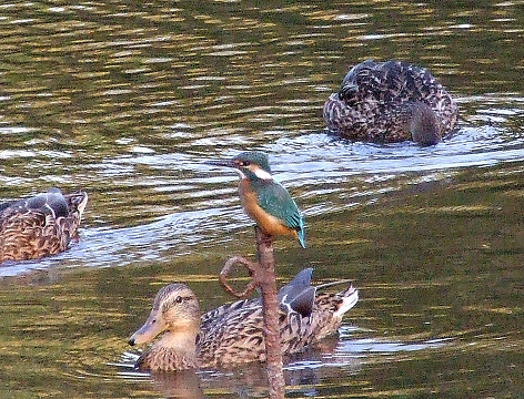 b0165760_2053596.jpg
