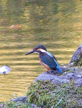 上川離宮の川蝉。_b0165760_205586.jpg