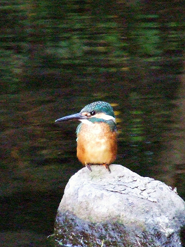 b0165760_2083441.jpg