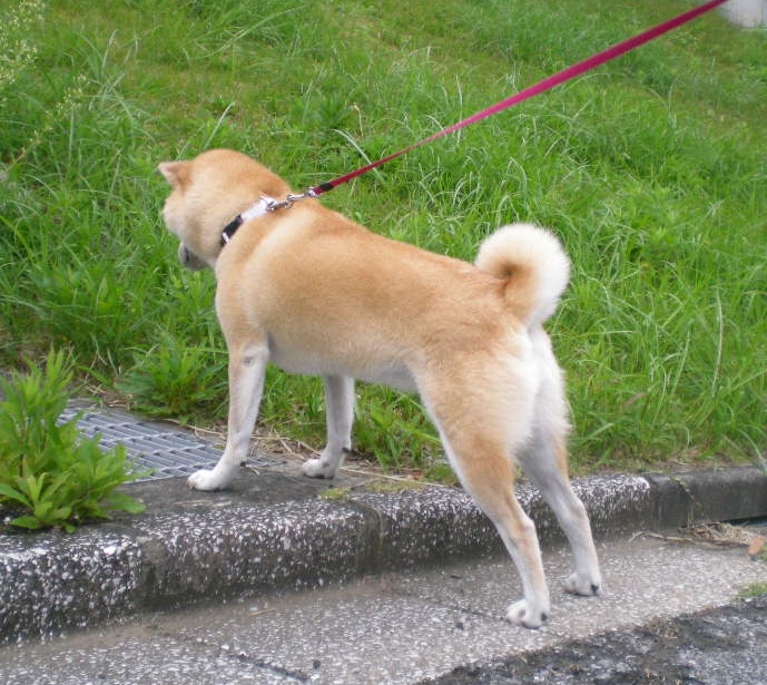 2009年9月30(水)雨の日には透明水彩画!_f0060461_10461841.jpg