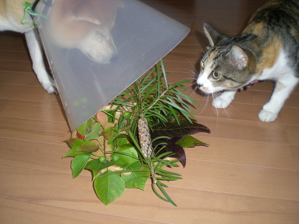 2009年9月30(水)雨の日には透明水彩画!_f0060461_10512773.jpg