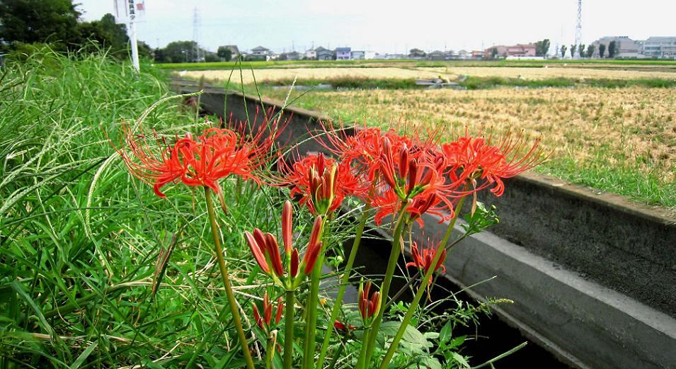 明日から10月 ~ふじみ野市市長選は10月25日です~_a0107574_875737.jpg