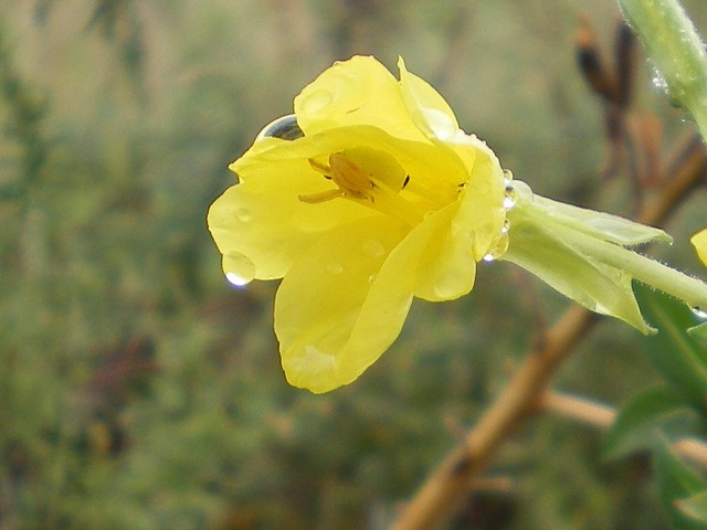 秋雨の中の大待宵草_d0054276_1936173.jpg