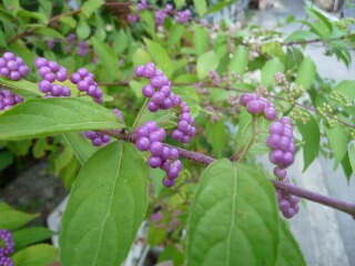 e0046477_11171231.jpg
