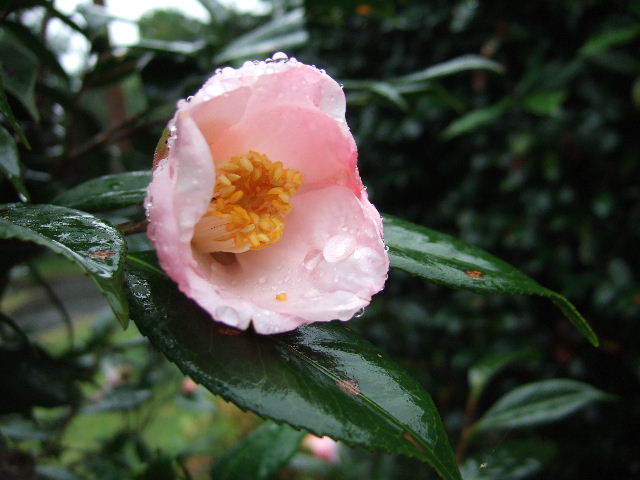 雨の中で、西王母（椿）の花　２００９．９．３０_c0153880_16425350.jpg