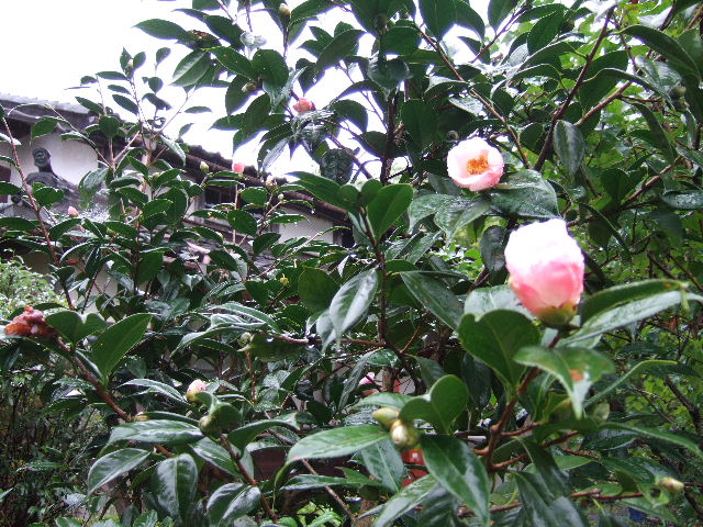 雨の中で、西王母（椿）の花　２００９．９．３０_c0153880_16431874.jpg