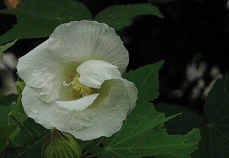 c0076682_1756733.jpg