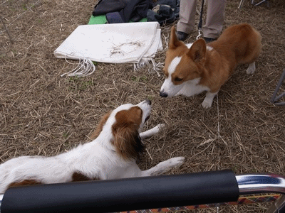 c0075585_1239668.gif