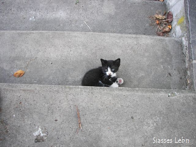 子猫ちゃん特集 過去_e0088895_20375458.jpg