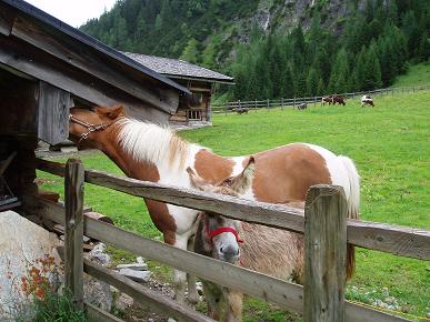 山で出会った動物達_c0207698_21354432.jpg