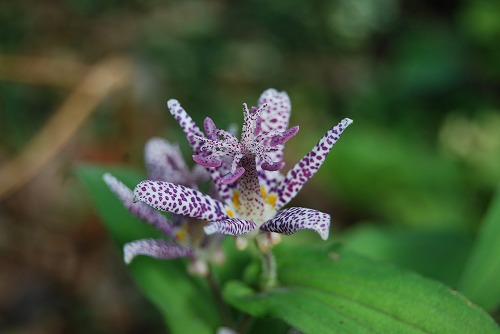 c0124100_1638425.jpg