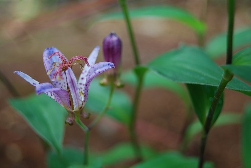 c0124100_16393668.jpg