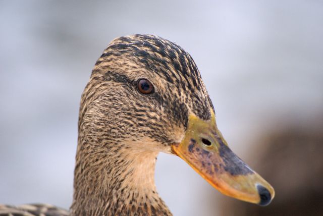 タミフルがカモの泳ぐ京都の川で検出された 【追記 Nature blogでも取り上げ】_c0025115_19161934.jpg