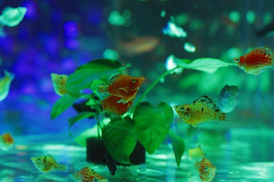 天空の水族館へ、その１_a0075819_011144.jpg