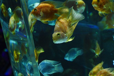 天空の水族館へ、その１_a0075819_0122524.jpg