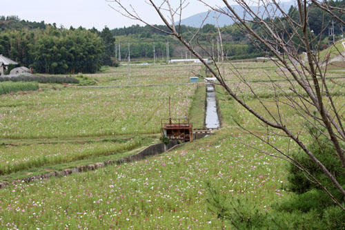 小美玉市希望ヶ丘公園のコスモス_f0147025_15421684.jpg